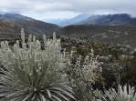 Estranhas plantas crescem a mais de 4 mil metros de altitude, na região dos Andes venezuelanos, perto de Mérida